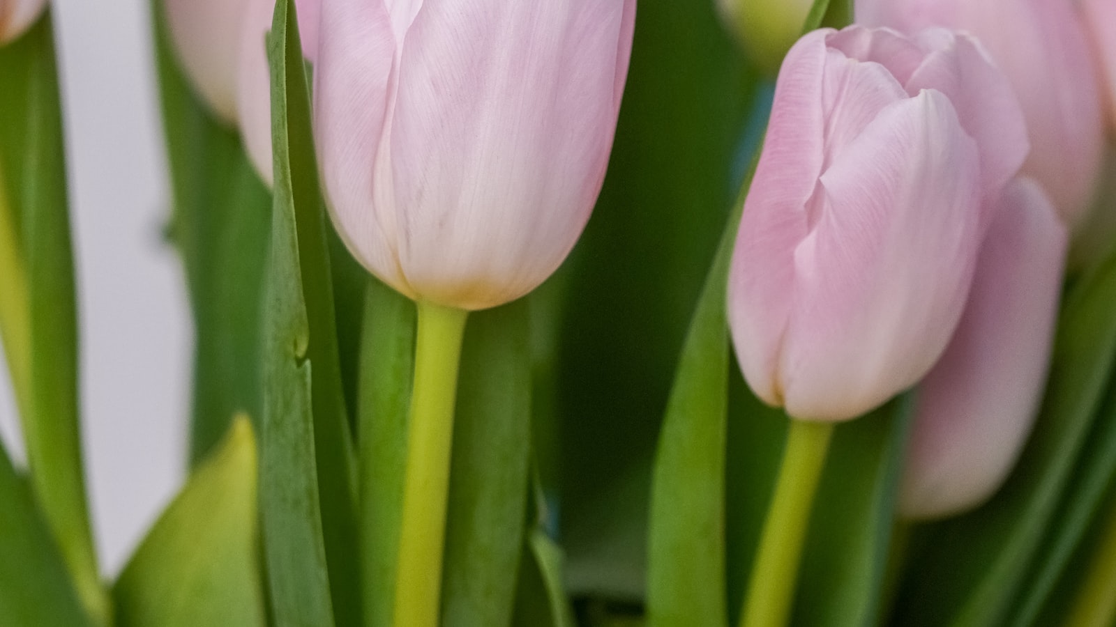 2. Kanály, cyklistika a tulipány: Neodolatelné lákadla Amsterodamu